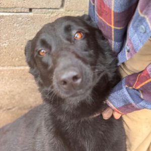 Malinois Mischling Racher, 10/2022, ca. 55- 60 cm