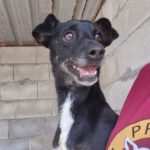 Mischling Ramiro, 08/2020, ca. 40 cm