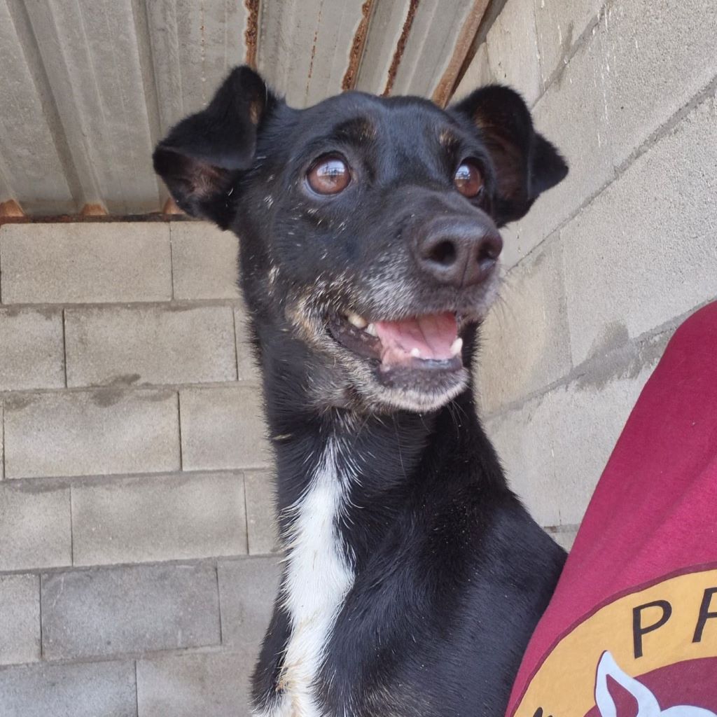 Mischling Ramiro, 08/2020, ca. 40 cm