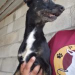 Mischling Ramiro, 08/2020, ca. 40 cm