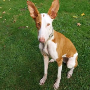 Podenco Ibicenco Raysha, 10/2020, ca. 74 cm, 51580 Reichshof