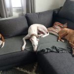 Podenco Ibicenco Raysha, 10/2020, ca. 74 cm, 51580 Reichshof