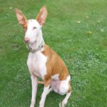 Podenco Ibicenco Raysha, 10/2020, ca. 74 cm, 51580 Reichshof