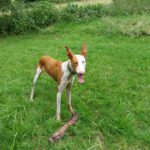 Podenco Ibicenco Raysha, 10/2020, ca. 74 cm, 51580 Reichshof