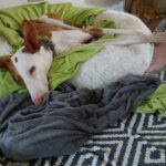 Podenco Ibicenco Raysha, 10/2020, ca. 74 cm, 51580 Reichshof