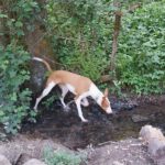 Podenco Ibicenco Raysha, 10/2020, ca. 74 cm, 51580 Reichshof