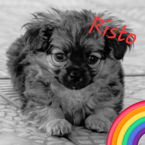 Regenbogenbruecke Risto