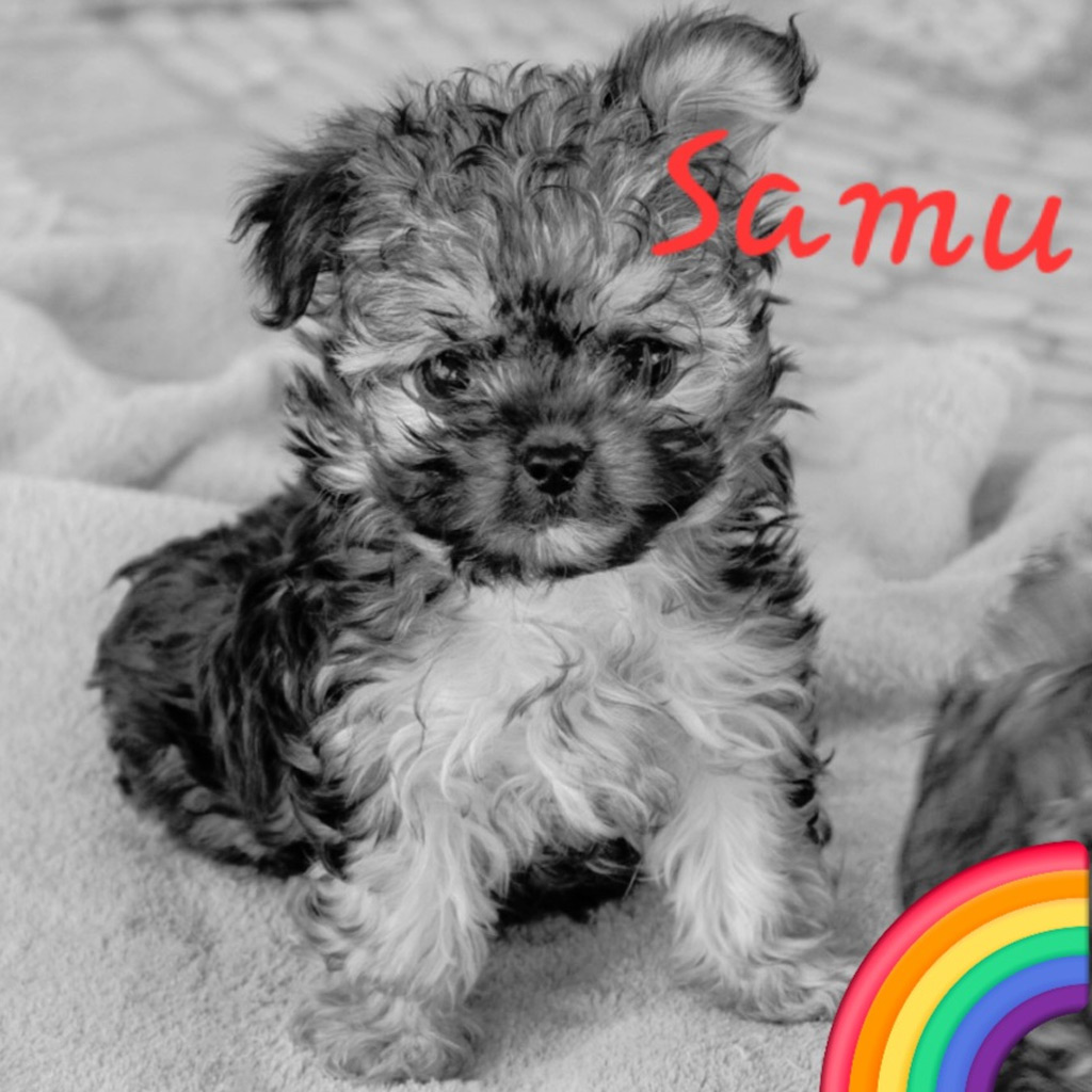 Regenbogenbruecke Samu