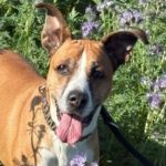 Boxer Mischling Reina, 10/2016, ca. 45 cm, 29410 Salzwedel