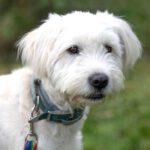 Pudel Mischling Rico, 09/2023, ca. 47 cm, 29690 Grethem