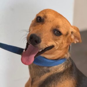 Podenco Bodeguero Mischling Rochelle, 09/2024, ca. 40 cm