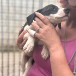 Podenco Mischling Rojo, 07/2025, Endgröße ca. 50 cm
