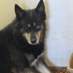 Pomsky Ron, 01/2022, ca. 40- 45 cm