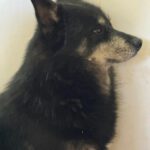 Pomsky Ron, 01/2022, ca. 40- 45 cm