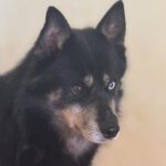 Pomsky Ron, 01/2022, ca. 40- 45 cm