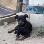 Pinscher Rosmon, 07/2020, ca. 35 cm