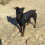 Pinscher Rosmon, 07/2020, ca. 35 cm