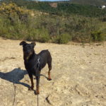 Pinscher Rosmon, 07/2020, ca. 35 cm