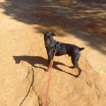Pinscher Rosmon, 07/2020, ca. 35 cm