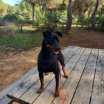 Pinscher Rosmon, 07/2020, ca. 35 cm