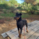 Pinscher Rosmon, 07/2020, ca. 35 cm
