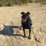 Pinscher Rosmon, 07/2020, ca. 35 cm
