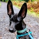 Schäferhund Mischling Roy, 04/2025, Endgröße ca. 60 cm, 66346 Püttlingen