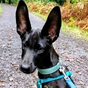 Schäferhund Mischling Roy, 04/2025, Endgröße ca. 60 cm, 66346 Püttlingen