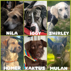 Spendenaufruf SALVA Medizintopf