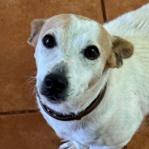Jack Russel Terrier Sara, 08/2017, ca. 36 cm