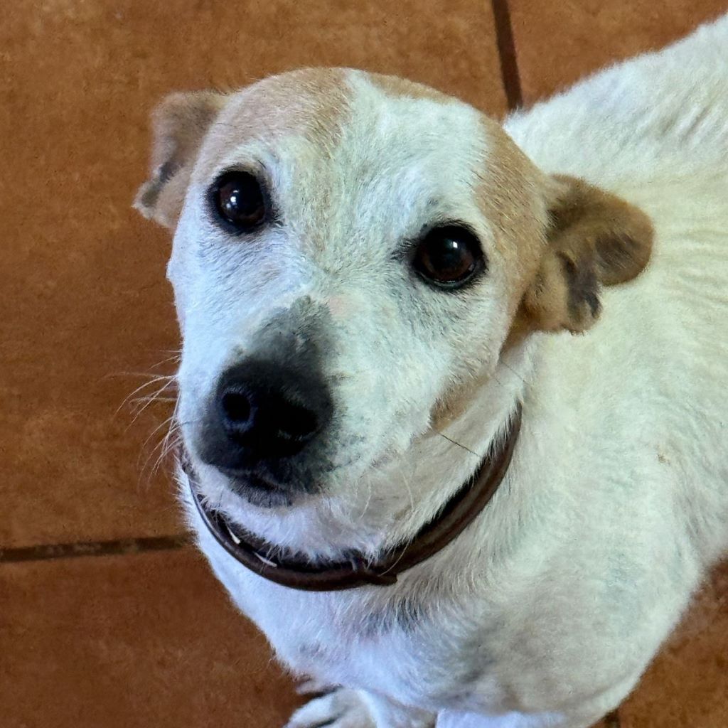 Jack Russel Terrier Sara, 08/2017, ca. 36 cm