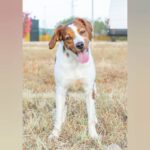 Bretonen Mischling Sarita, 03/2024, ca. 41 cm