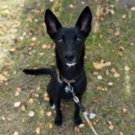 Malinois Podenco Mischling Saskia, 11/2024, Endgröße ca. 48 cm, 28717 Bremen