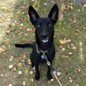Malinois Podenco Mischling Saskia, 11/2024, Endgröße ca. 48 cm, 28717 Bremen