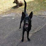 Malinois Podenco Mischling Saskia, 11/2024, Endgröße ca. 48 cm, 28717 Bremen