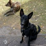 Malinois Podenco Mischling Saskia, 11/2024, Endgröße ca. 48 cm, 28717 Bremen