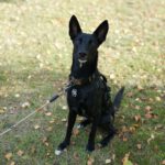 Malinois Podenco Mischling Saskia, 11/2024, Endgröße ca. 48 cm, 28717 Bremen
