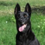 Malinois Mischling Shu, 09/2019, ca. 65 cm