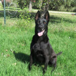 Malinois Mischling Shu, 09/2019, ca. 65 cm