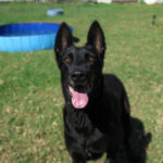 Malinois Mischling Shu, 09/2019, ca. 65 cm