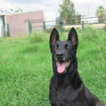 Malinois Mischling Shu, 09/2019, ca. 65 cm