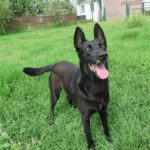 Malinois Mischling Shu, 09/2019, ca. 65 cm