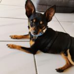 Pinscher Mischling Simba, 08/2020, ca. 26 cm, 66571 Eppelborn