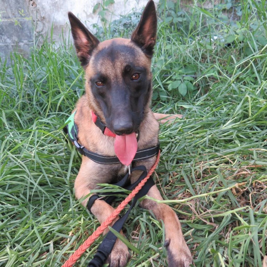 Malinois Mischling Simba, 07/2024, ca 65 cm