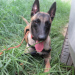Malinois Mischling Simba, 07/2024, ca 65 cm