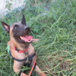 Malinois Mischling Simba, 07/2024, ca 65 cm