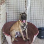 Malinois Mischling Simba, 07/2024, ca 65 cm