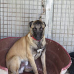 Malinois Mischling Simba, 07/2024, ca 65 cm