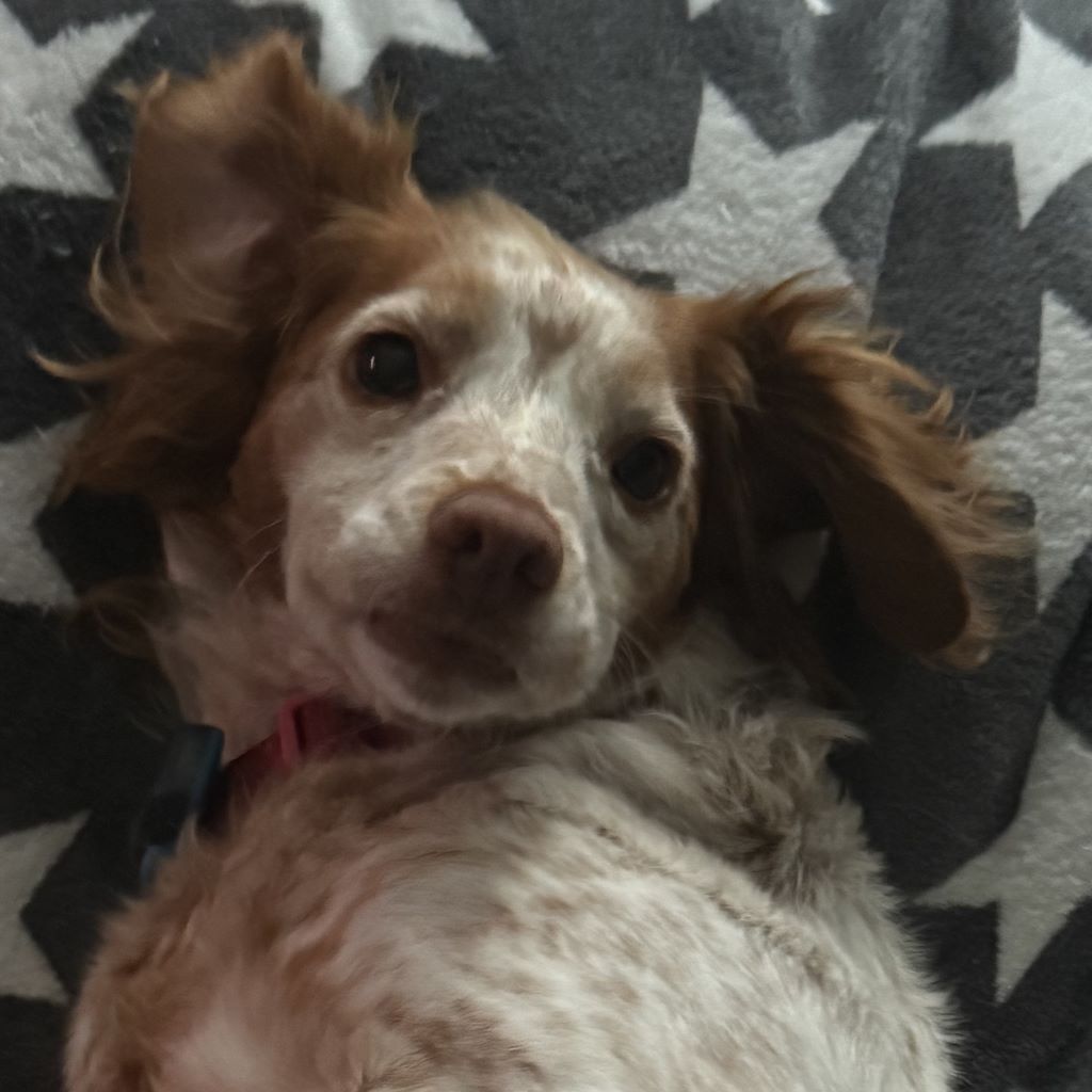 Bretone Skye, 01/2020, ca. 40 cm, 24803 Emkendorf