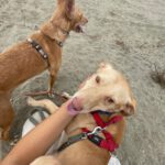Podenco Snoopy, 08/2023, ca. 45 cm